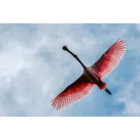 Bird Photography Bootcamp: From Birds to Butterflies with Ken Hubbard 5