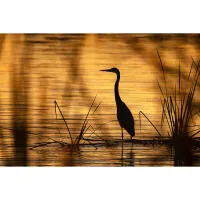 Bird Photography Bootcamp: Sunrise at Cape May Meadows with Ivey Kennedy 4