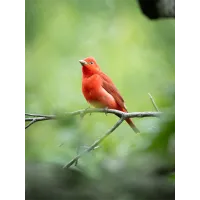Bird Photography Bootcamp: Sunrise at Cape May Meadows with Ivey Kennedy 6