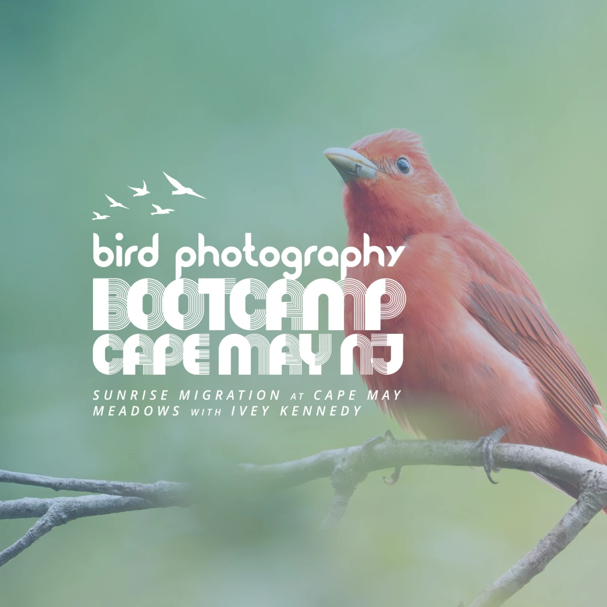 Bird Photography Bootcamp 2026