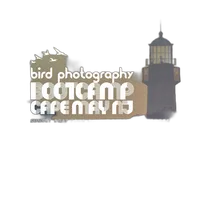 Bird Photography Bootcamp: Sunset Boat Tour on the Osprey with Tamron 0