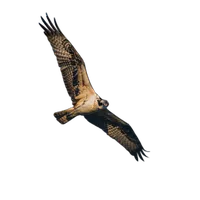 Bird Photography Bootcamp: Sunset Boat Tour on the Osprey with Tamron 9