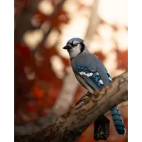 Bird Photography Bootcamp: Enhance Your Editing Skills with Ivey Kennedy 2