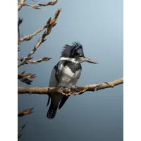 Bird Photography Bootcamp: Enhance Your Editing Skills with Ivey Kennedy 4