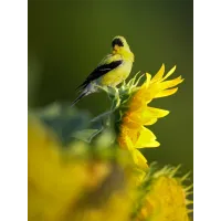 Bird Photography Bootcamp: Enhance Your Editing Skills with Ivey Kennedy 7