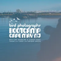 Bird Photography Bootcamp: Back Bay Morning and Sunset Boat Tours 0