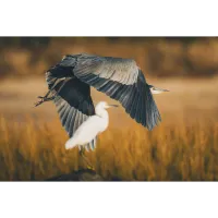 Bird Photography Bootcamp: Back Bay Morning and Sunset Boat Tours 3