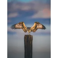 Bird Photography Bootcamp: Back Bay Morning and Sunset Boat Tours 5