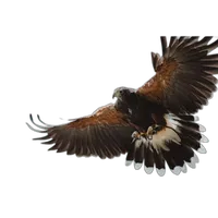 NJCS: East Coast Falcons Shoot with Bobby Stormer 4