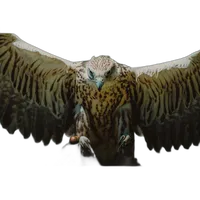 NJCS: East Coast Falcons Shoot with Bobby Stormer 8