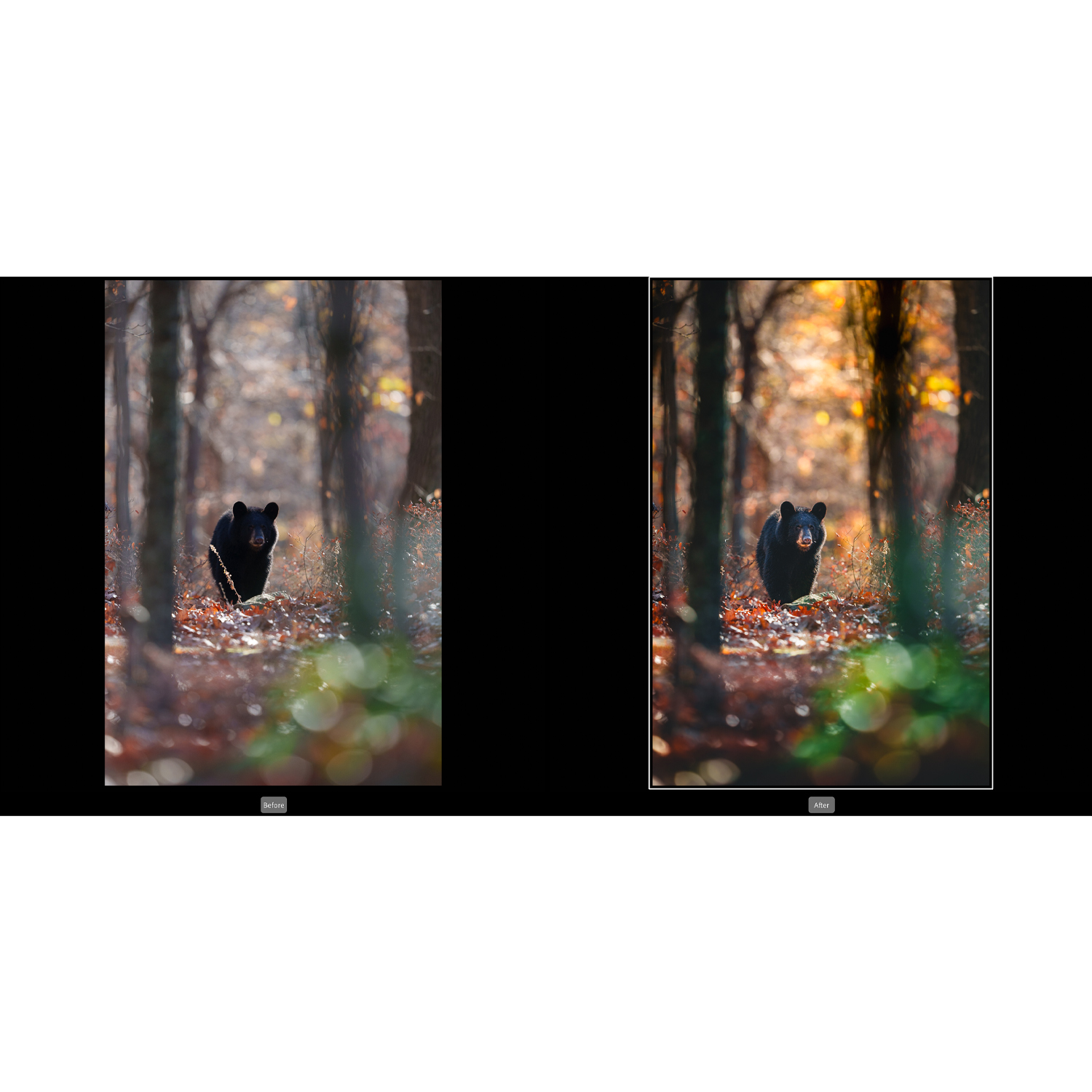Lightroom editing for nature and wildlife class at Unique Photo