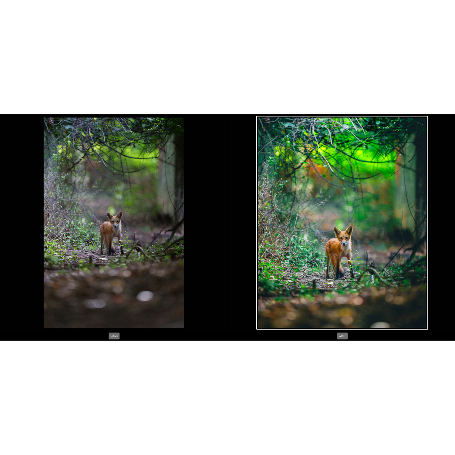 Lightroom Photo Editing for Nature and Wildlife - Lecture sample