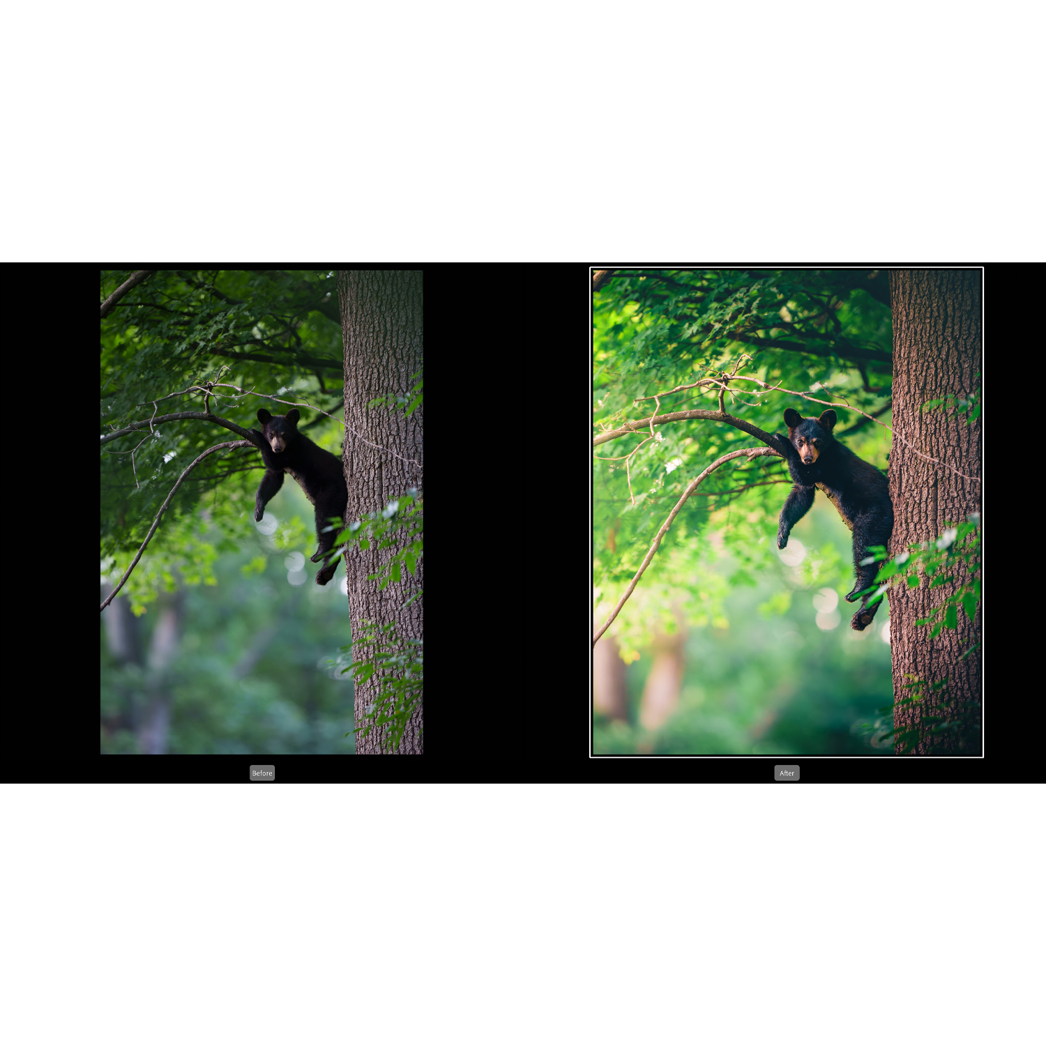 Editing and Enhancing Landscape and Nature Photography with Photoshop - course cover