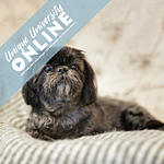 UUOnline (Free): Intro to Pet Photography with Brandon Cortez