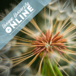 UUOnline (Free): Macro Photography with Heather Larkin