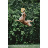 PCS: Photographing Disc Dogs with Bobby Stormer 1