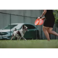PCS: Photographing Disc Dogs with Bobby Stormer 4