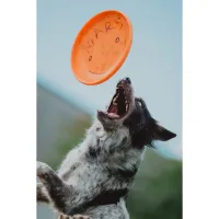 PCS: Photographing Disc Dogs with Bobby Stormer 5