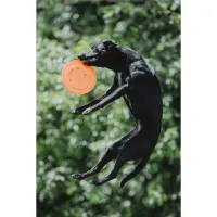 PCS: Photographing Disc Dogs with Bobby Stormer 6