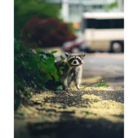PCS: Backyard Wildlife Photography with Bobby Stormer 1