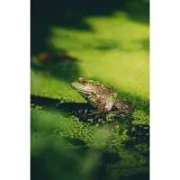 PCS: Backyard Wildlife Photography with Bobby Stormer 2