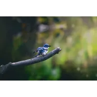 PCS: Backyard Wildlife Photography with Bobby Stormer 3