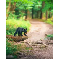PCS: Backyard Wildlife Photography with Bobby Stormer 5
