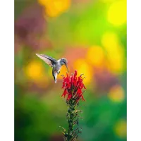PCS: Backyard Wildlife Photography with Bobby Stormer 6