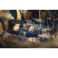 PCS: Backyard Wildlife Photography with Bobby Stormer 7