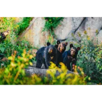 PCS: Backyard Wildlife Photography with Bobby Stormer 8