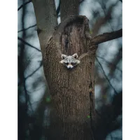 PCS: Backyard Wildlife Photography with Bobby Stormer 9