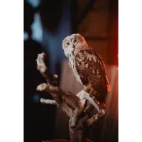 PCS: Barnyard Portraits Live Animal Shoot with Bobby Stormer 3