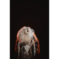 PCS: Barnyard Portraits Live Animal Shoot with Bobby Stormer 4