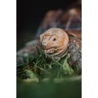 PCS: Barnyard Portraits Live Animal Shoot with Bobby Stormer 5
