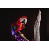 PCS: Barnyard Portraits Live Animal Shoot with Bobby Stormer 6