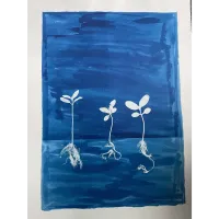 PCS: Free Cyanotype Live Demos with Kaitlyn Dougher 2