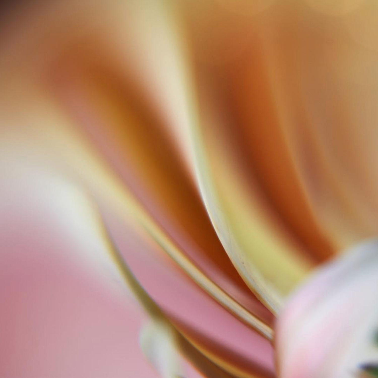 Macro and Closeup Image Stacking class