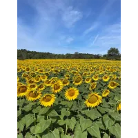 Sussex Sunflower Field Astrophotography Workshop with Jack Fusco (Sigma) 9