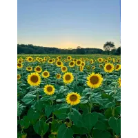 Sussex Sunflower Field Astrophotography Workshop with Jack Fusco (Sigma) 10